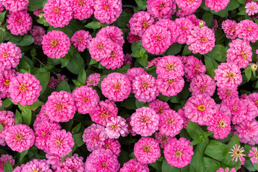 250 LUMINOSA PINK ZINNIA Elegans Flower Seeds - Blessings Grow Meadows -