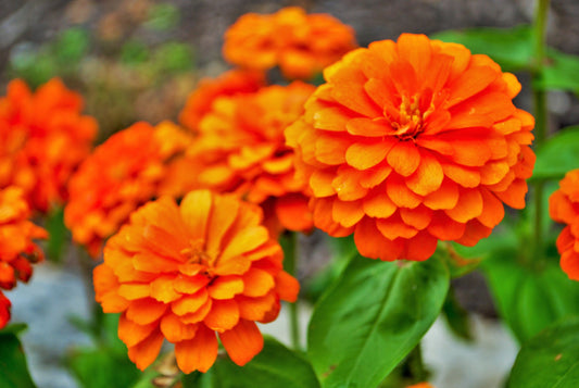 250 ORANGE KING ZINNIA Elegans Flower Seeds - Blessings Grow Meadows -