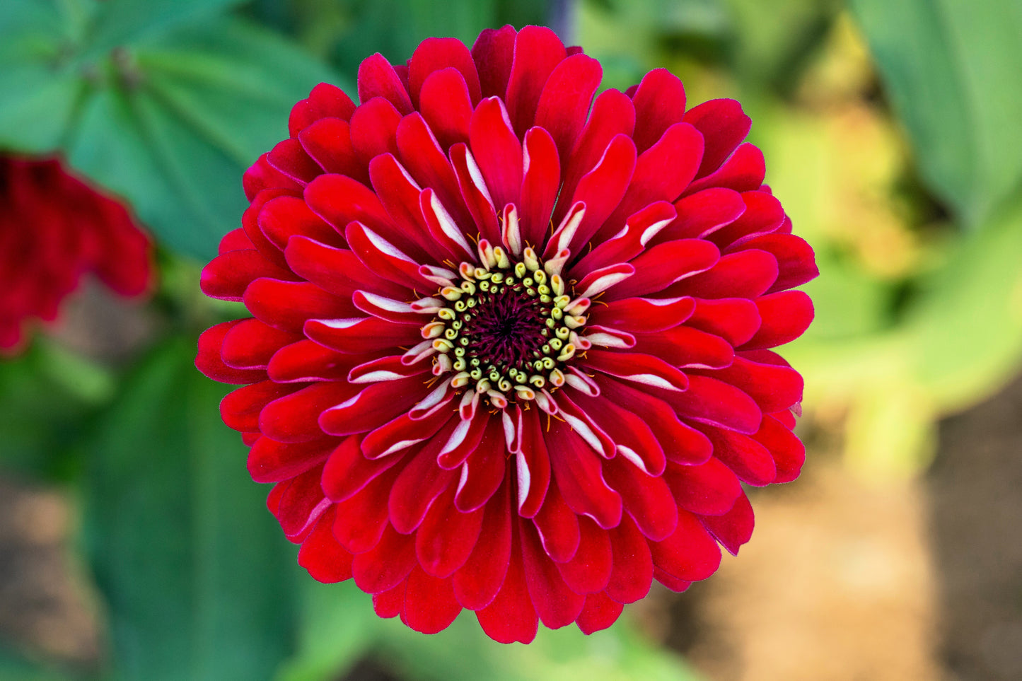 250 Red CHERRY QUEEN ZINNIA Elegans Flower Seeds - Blessings Grow Meadows -
