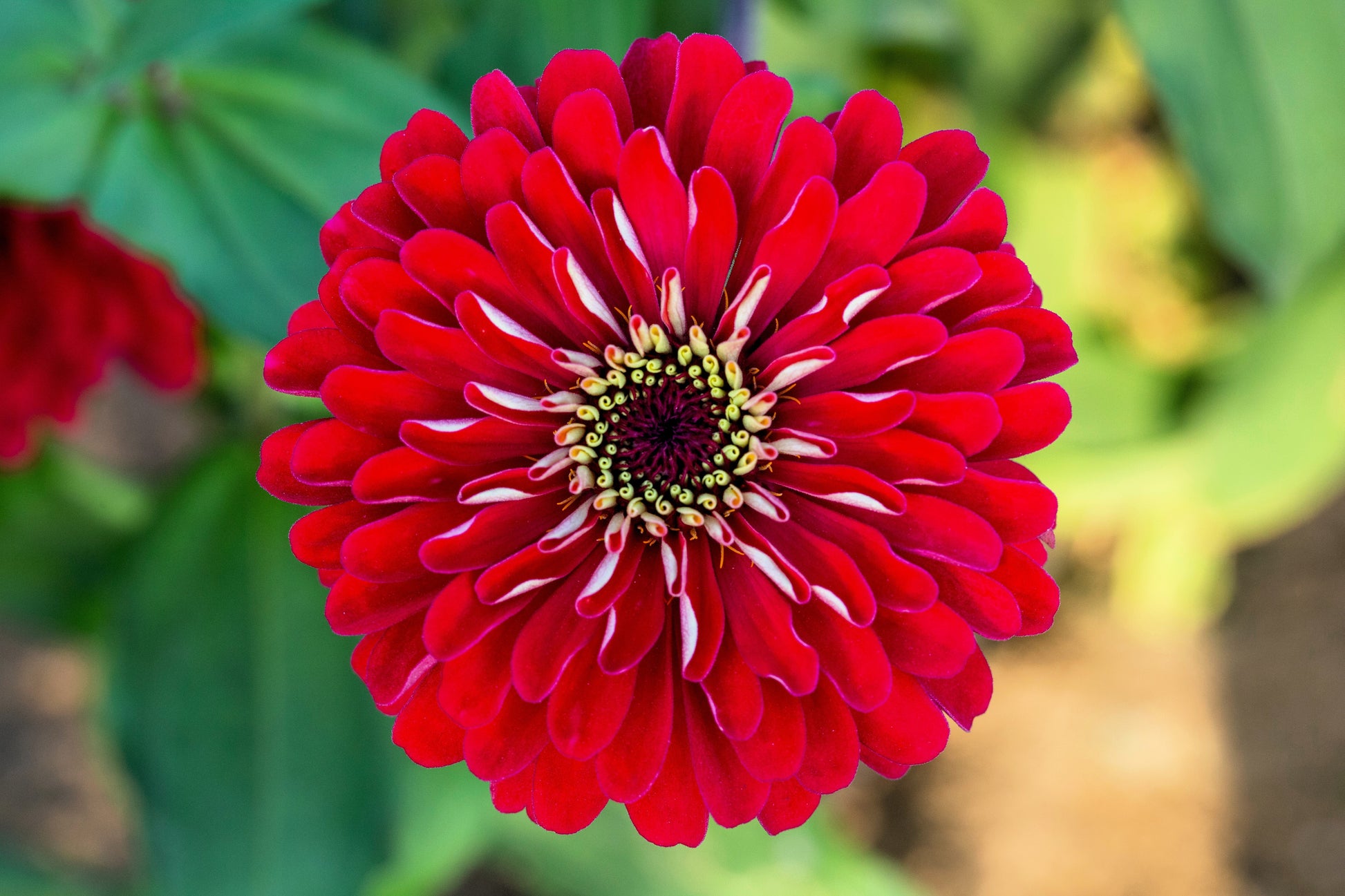250 Red CHERRY QUEEN ZINNIA Elegans Flower Seeds - Blessings Grow Meadows -