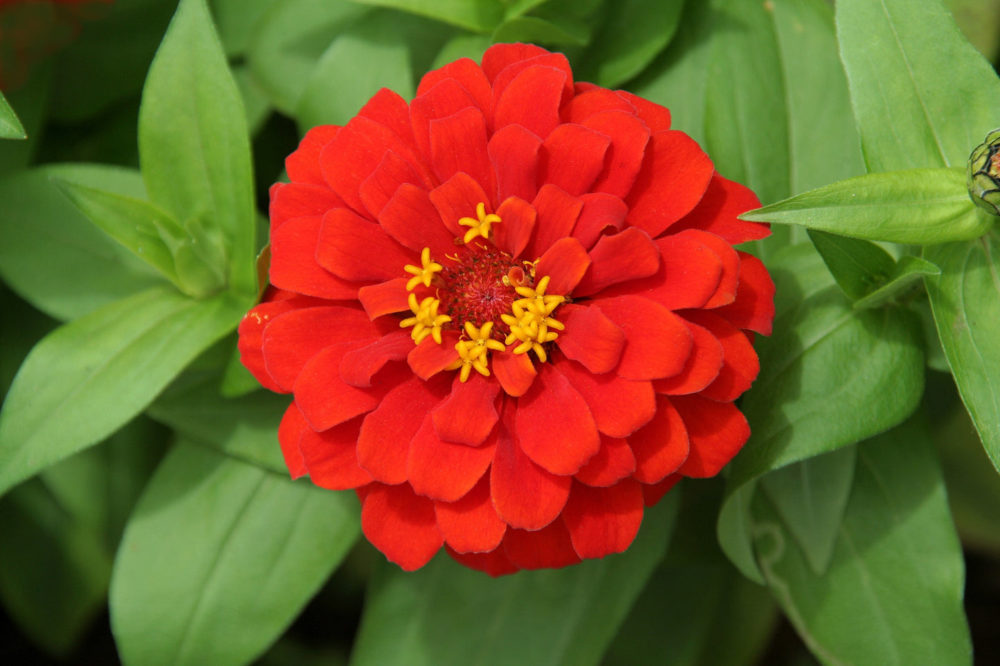 250 Red CHERRY QUEEN ZINNIA Elegans Flower Seeds - Blessings Grow Meadows -
