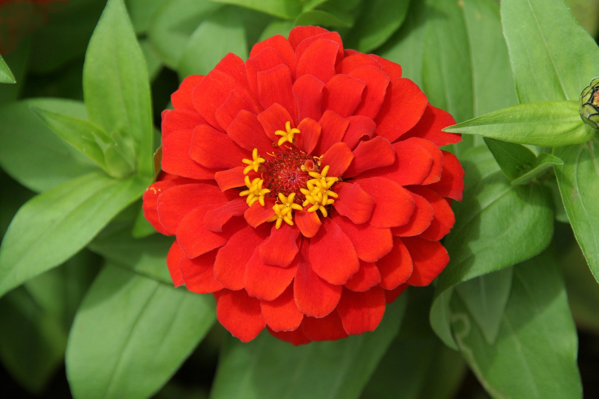 250 Red CHERRY QUEEN ZINNIA Elegans Flower Seeds - Blessings Grow Meadows -