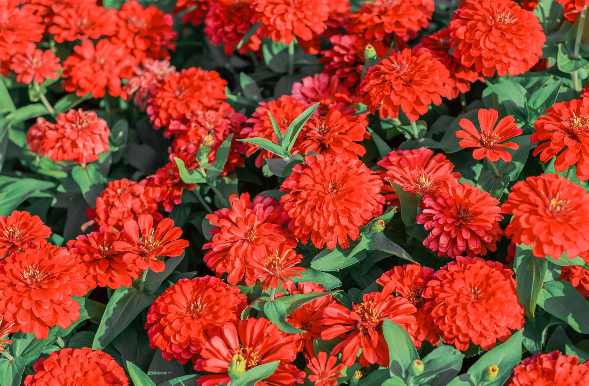 250 Red CHERRY QUEEN ZINNIA Elegans Flower Seeds - Blessings Grow Meadows -