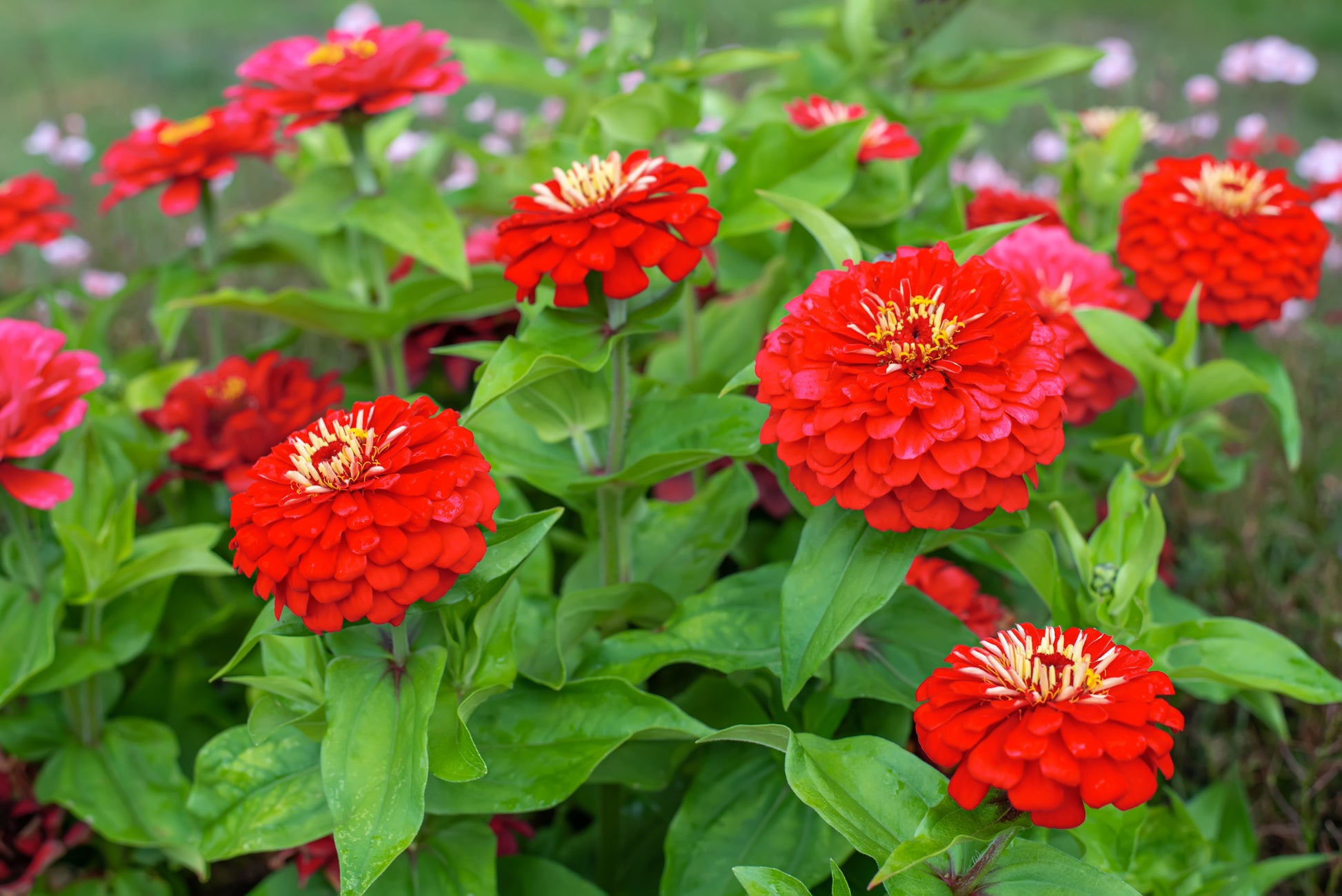 250 Red CHERRY QUEEN ZINNIA Elegans Flower Seeds - Blessings Grow Meadows -