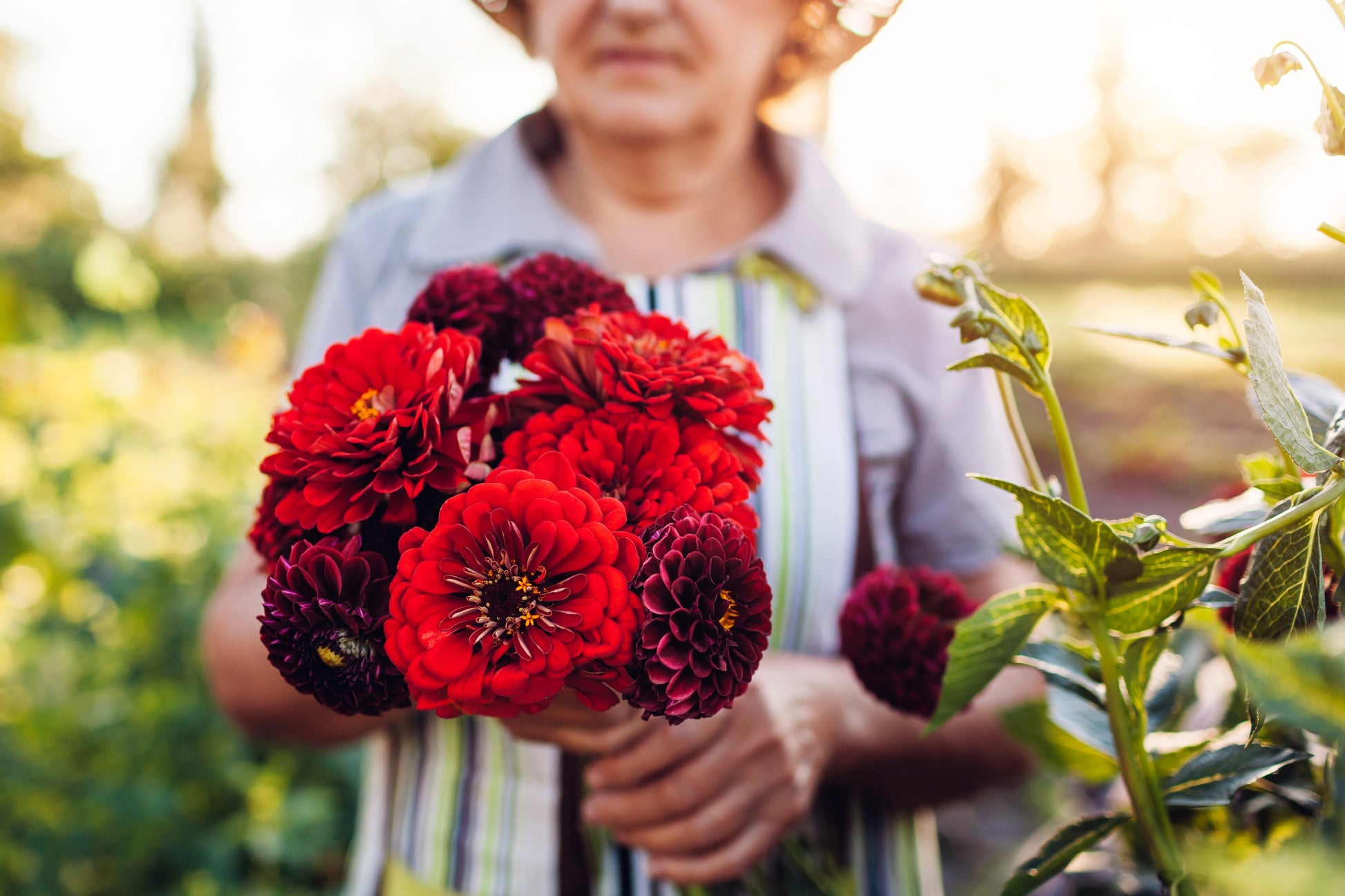 250 Red CHERRY QUEEN ZINNIA Elegans Flower Seeds - Blessings Grow Meadows -