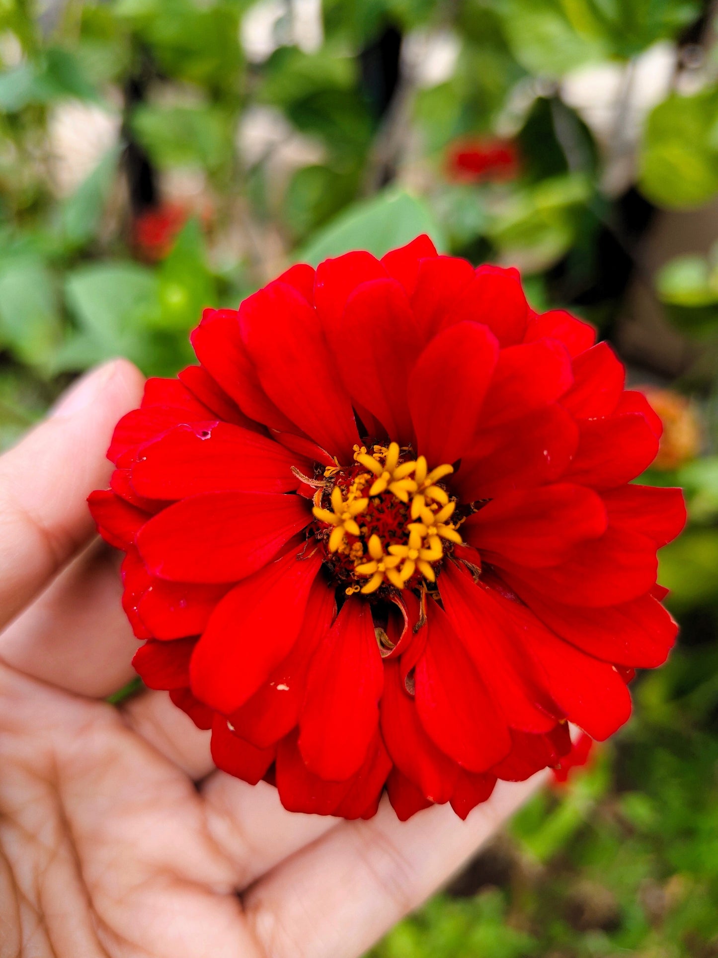 250 Red CHERRY QUEEN ZINNIA Elegans Flower Seeds - Blessings Grow Meadows -