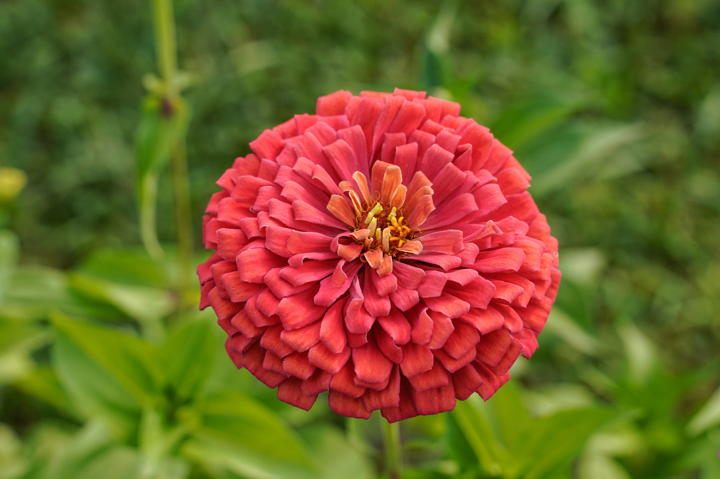 250 SALMON QUEEN ZINNIA Elegans California Giant Double Flower Seeds - Blessings Grow Meadows -
