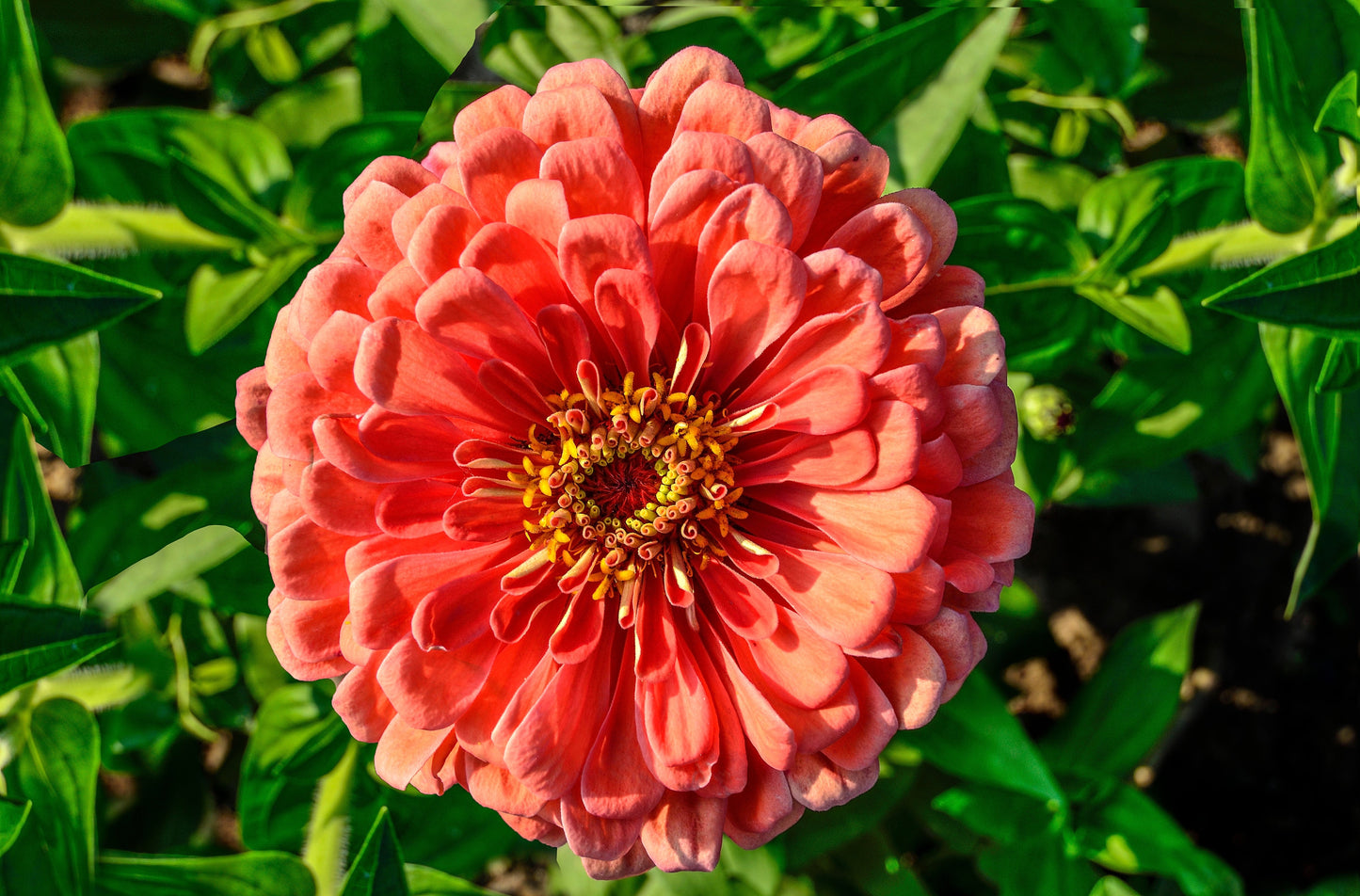 250 SALMON QUEEN ZINNIA Elegans California Giant Double Flower Seeds - Blessings Grow Meadows -