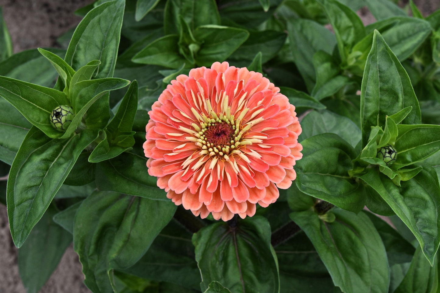 250 SALMON QUEEN ZINNIA Elegans California Giant Double Flower Seeds - Blessings Grow Meadows -