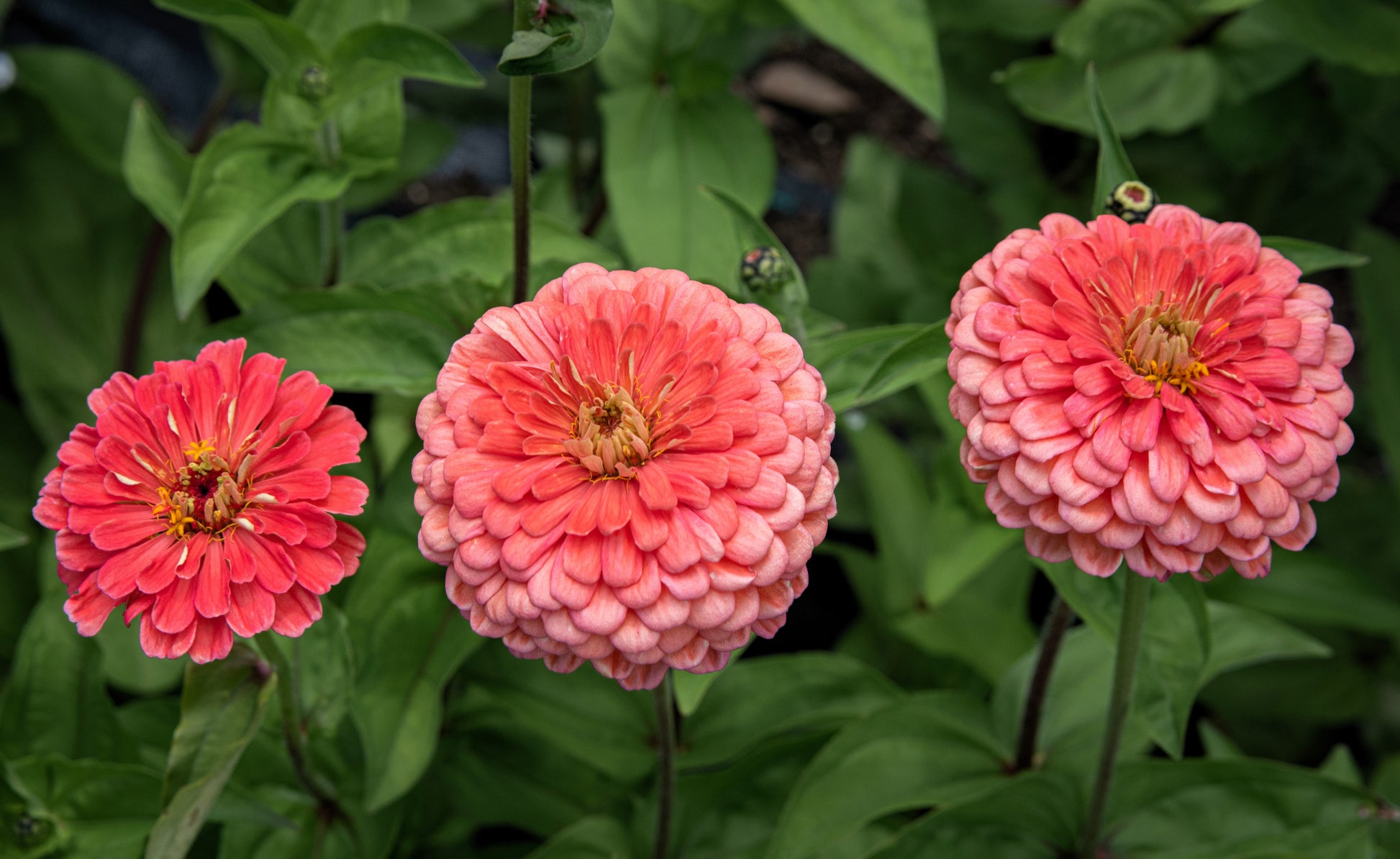 250 SALMON QUEEN ZINNIA Elegans California Giant Double Flower Seeds - Blessings Grow Meadows -