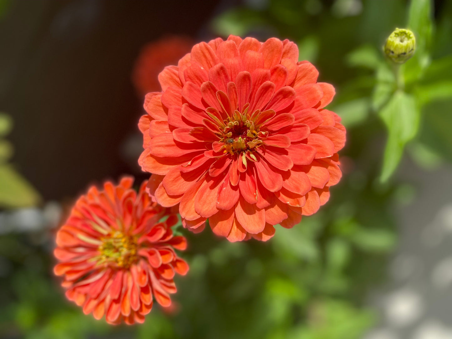 250 SALMON QUEEN ZINNIA Elegans California Giant Double Flower Seeds - Blessings Grow Meadows -