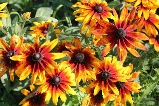 4000 Indian Summer GLORIOSA DAISY Rudbeckia Hirta Red Yellow Brown Flower Seeds - Blessings Grow Meadows -