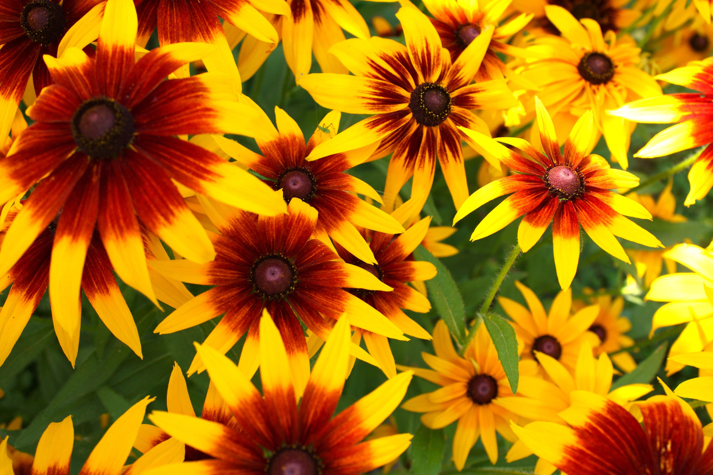 4000 Indian Summer GLORIOSA DAISY Rudbeckia Hirta Red Yellow Brown Flower Seeds - Blessings Grow Meadows -
