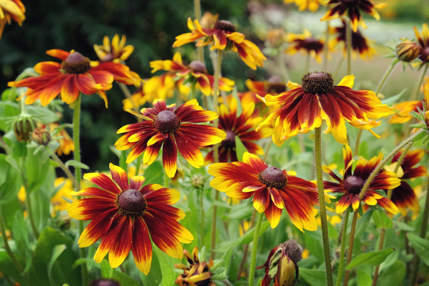 4000 Indian Summer GLORIOSA DAISY Rudbeckia Hirta Red Yellow Brown Flower Seeds - Blessings Grow Meadows -