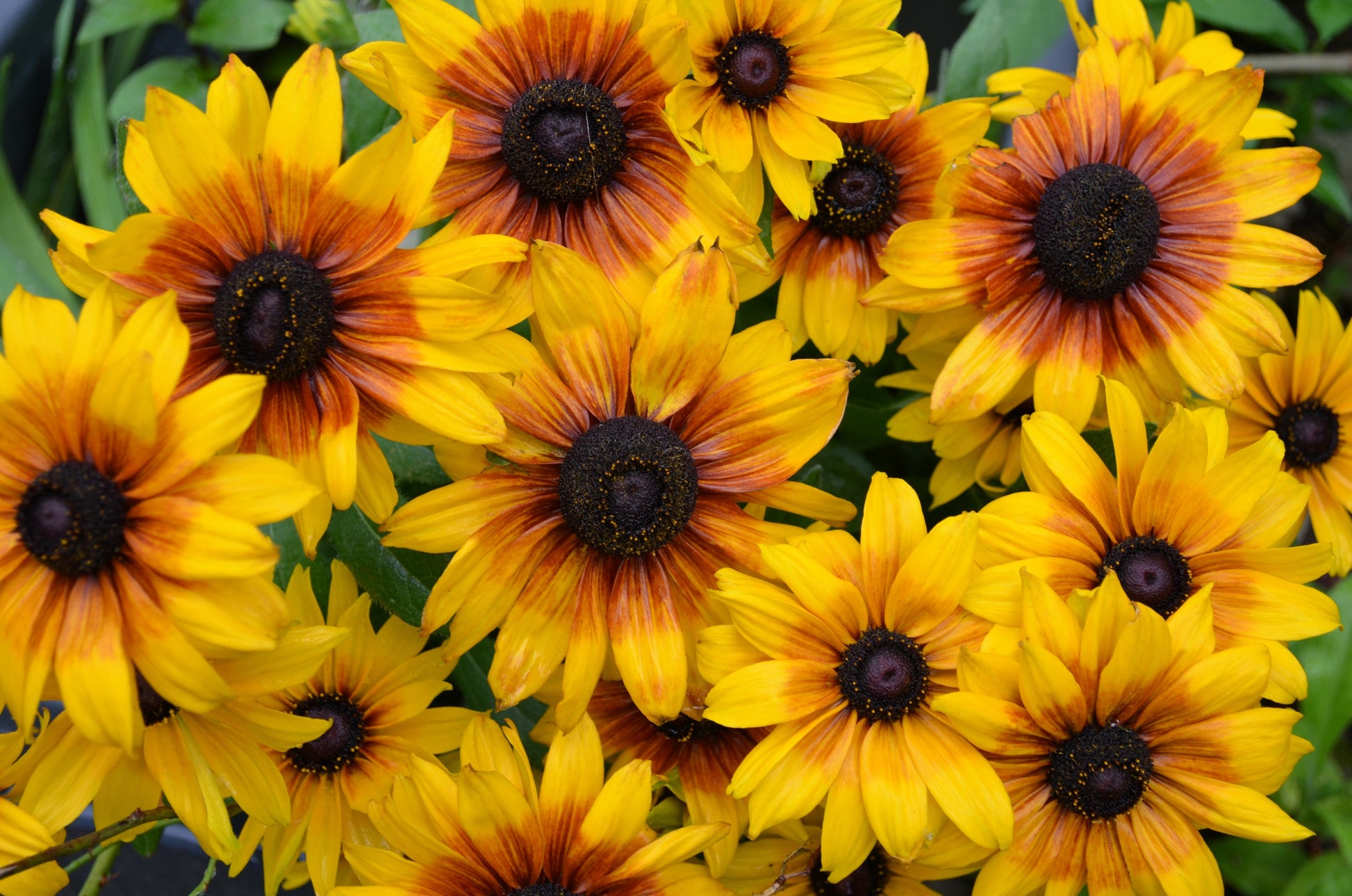 4000 Indian Summer GLORIOSA DAISY Rudbeckia Hirta Red Yellow Brown Flower Seeds - Blessings Grow Meadows -