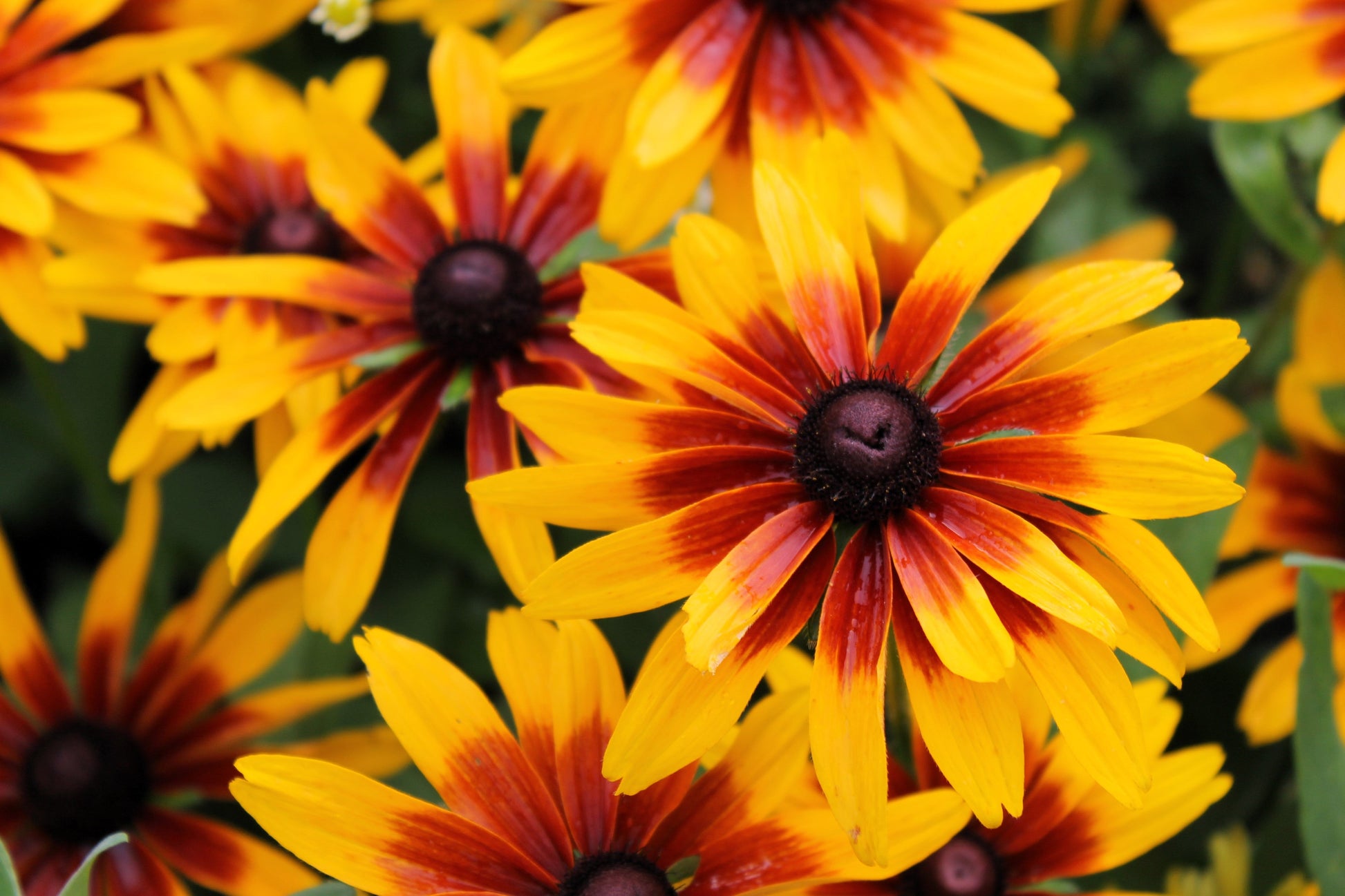 4000 Indian Summer GLORIOSA DAISY Rudbeckia Hirta Red Yellow Brown Flower Seeds - Blessings Grow Meadows -