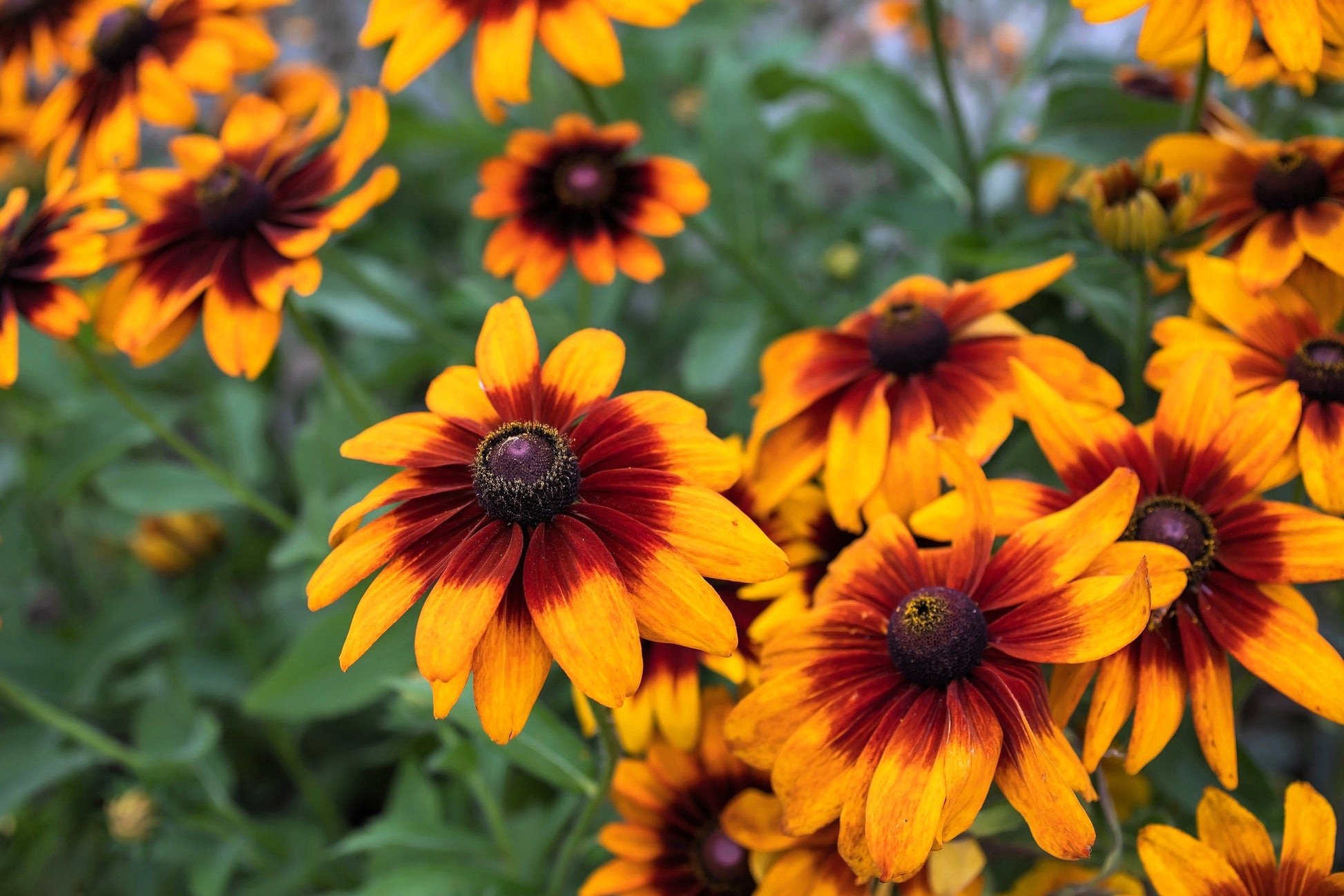 4000 Indian Summer GLORIOSA DAISY Rudbeckia Hirta Red Yellow Brown Flower Seeds - Blessings Grow Meadows -