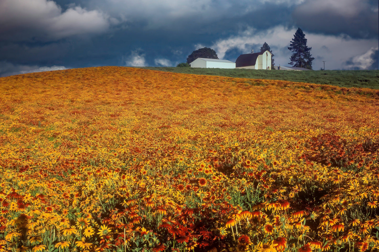 4000 Indian Summer GLORIOSA DAISY Rudbeckia Hirta Red Yellow Brown Flower Seeds - Blessings Grow Meadows -