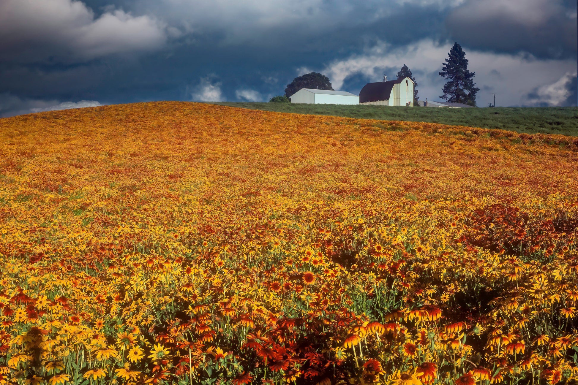 4000 Indian Summer GLORIOSA DAISY Rudbeckia Hirta Red Yellow Brown Flower Seeds - Blessings Grow Meadows -