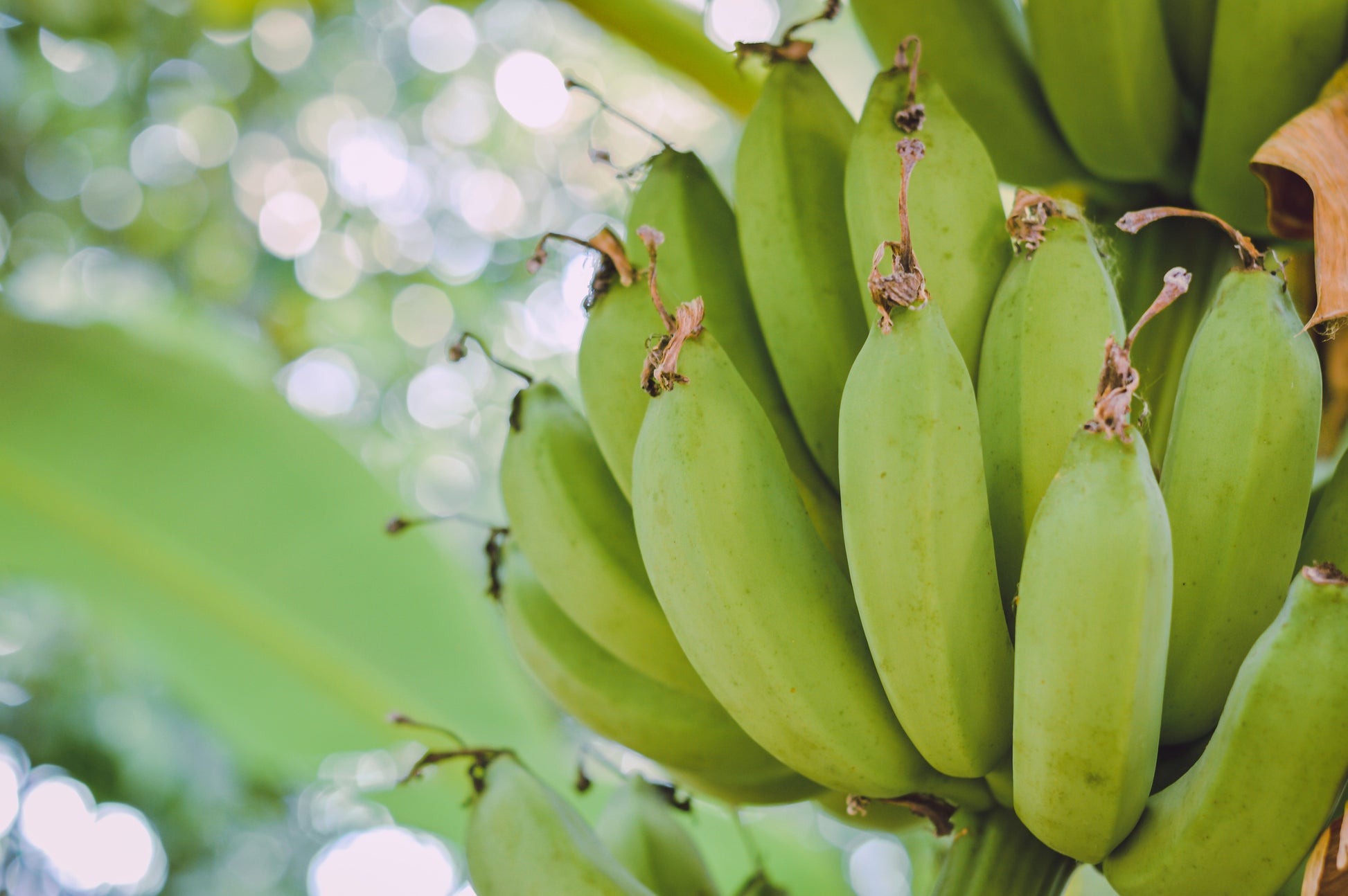 5 PLANTAIN BANANA Musa Balbisiana Hardy Red Flowering Sweet Wild Fruit Tree Seeds - Blessings Grow Meadows -