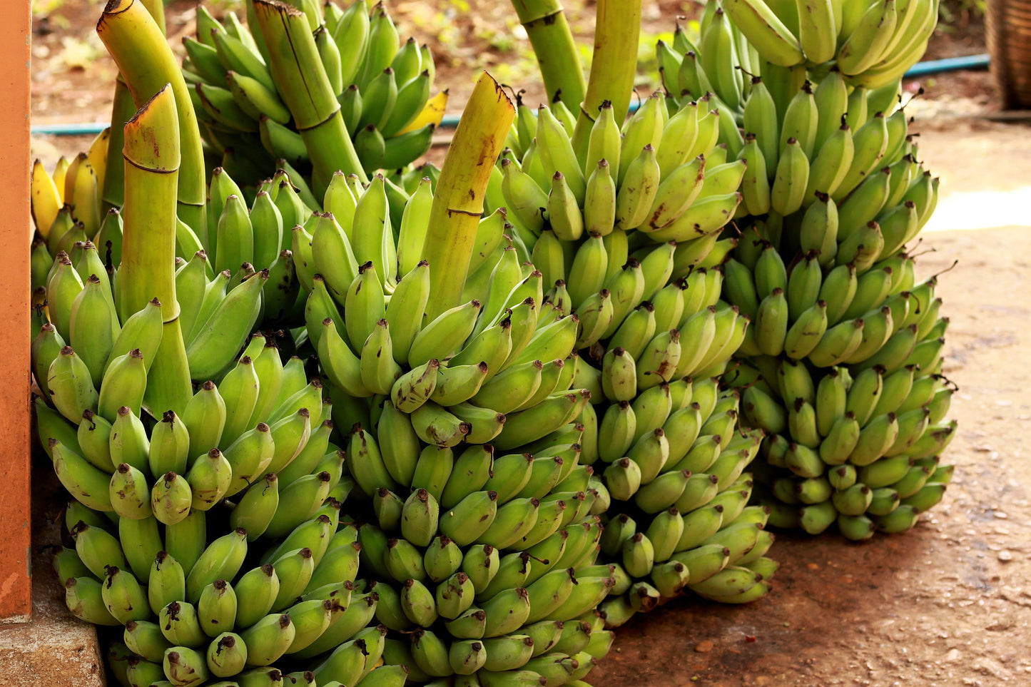 5 PLANTAIN BANANA Musa Balbisiana Hardy Red Flowering Sweet Wild Fruit Tree Seeds - Blessings Grow Meadows -