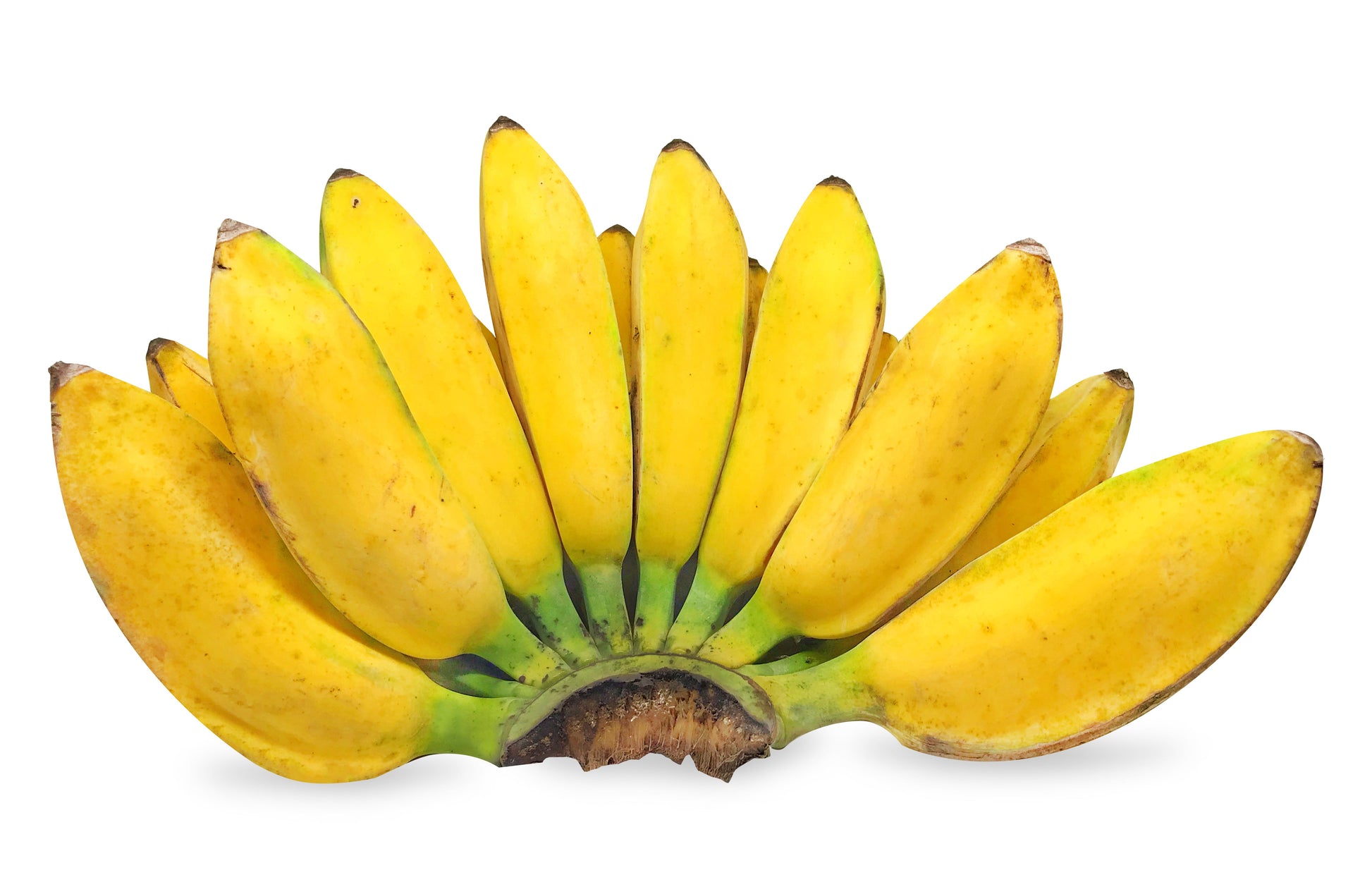 5 PLANTAIN BANANA Musa Balbisiana Hardy Red Flowering Sweet Wild Fruit Tree Seeds - Blessings Grow Meadows -