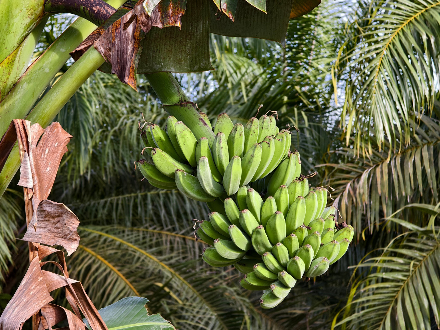 5 PLANTAIN BANANA Musa Balbisiana Hardy Red Flowering Sweet Wild Fruit Tree Seeds - Blessings Grow Meadows -
