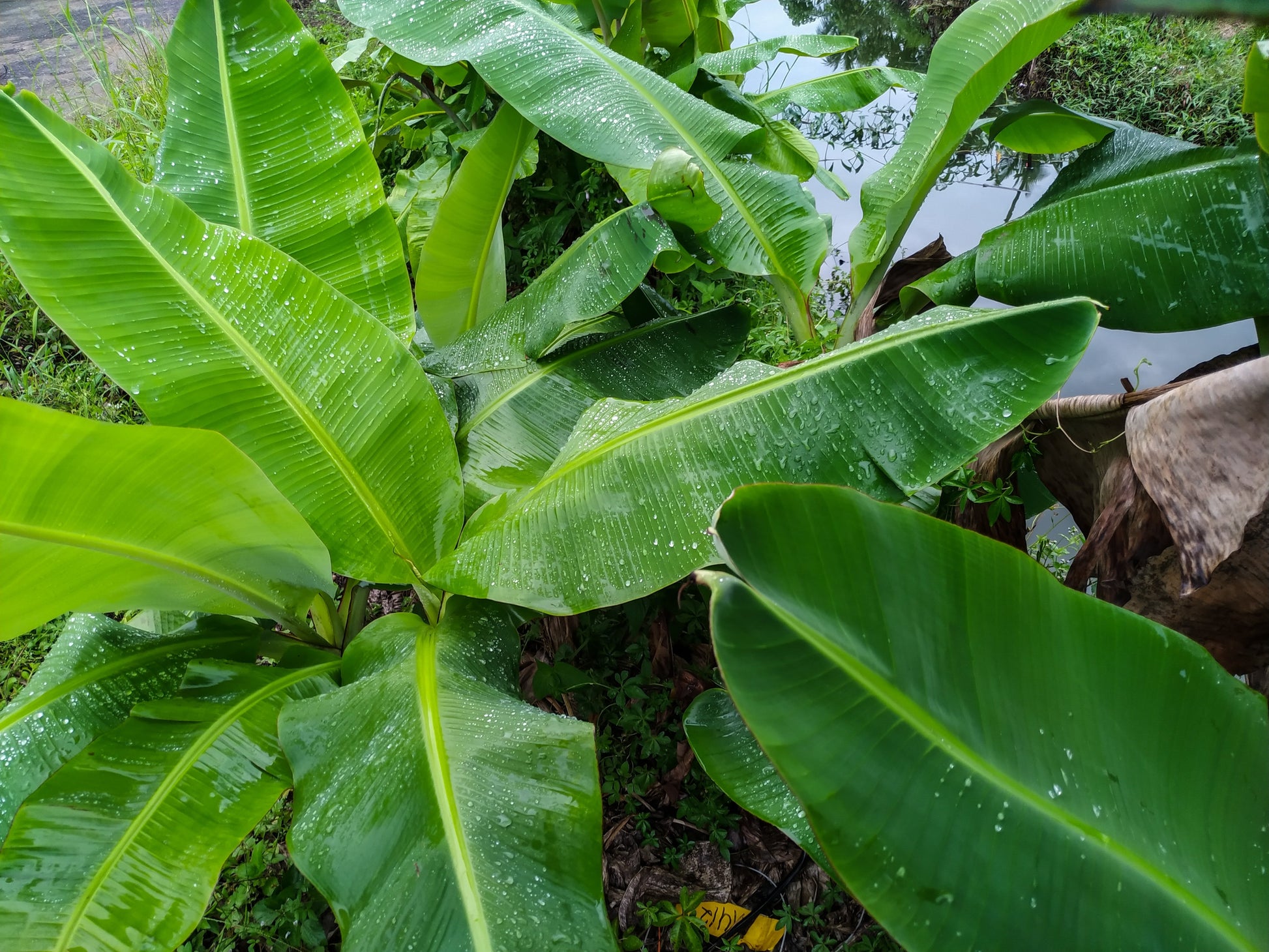 5 PLANTAIN BANANA Musa Balbisiana Hardy Red Flowering Sweet Wild Fruit Tree Seeds - Blessings Grow Meadows -