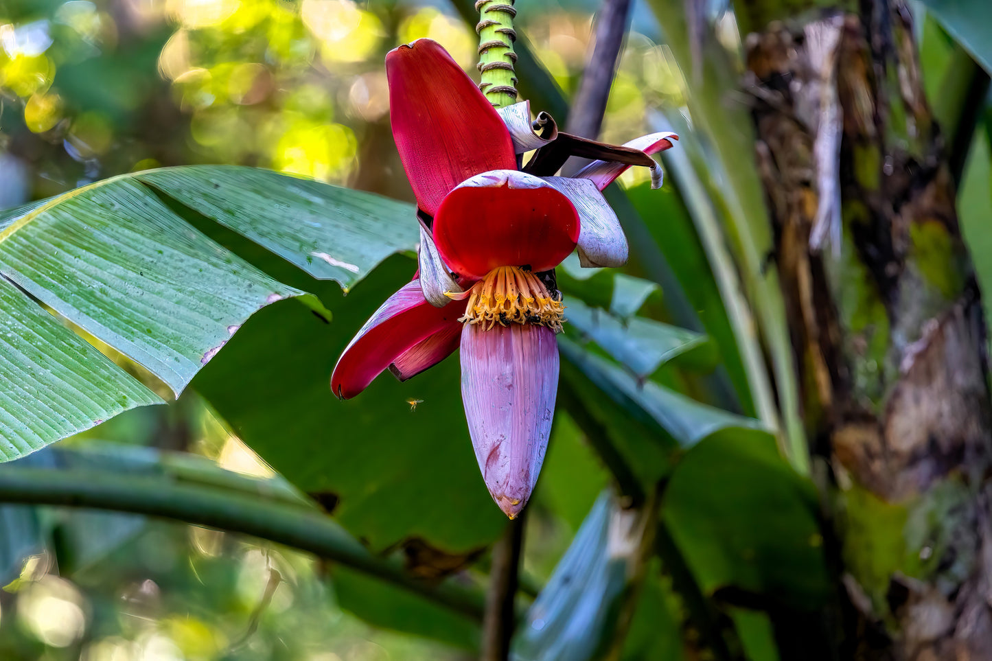 5 PLANTAIN BANANA Musa Balbisiana Hardy Red Flowering Sweet Wild Fruit Tree Seeds - Blessings Grow Meadows -