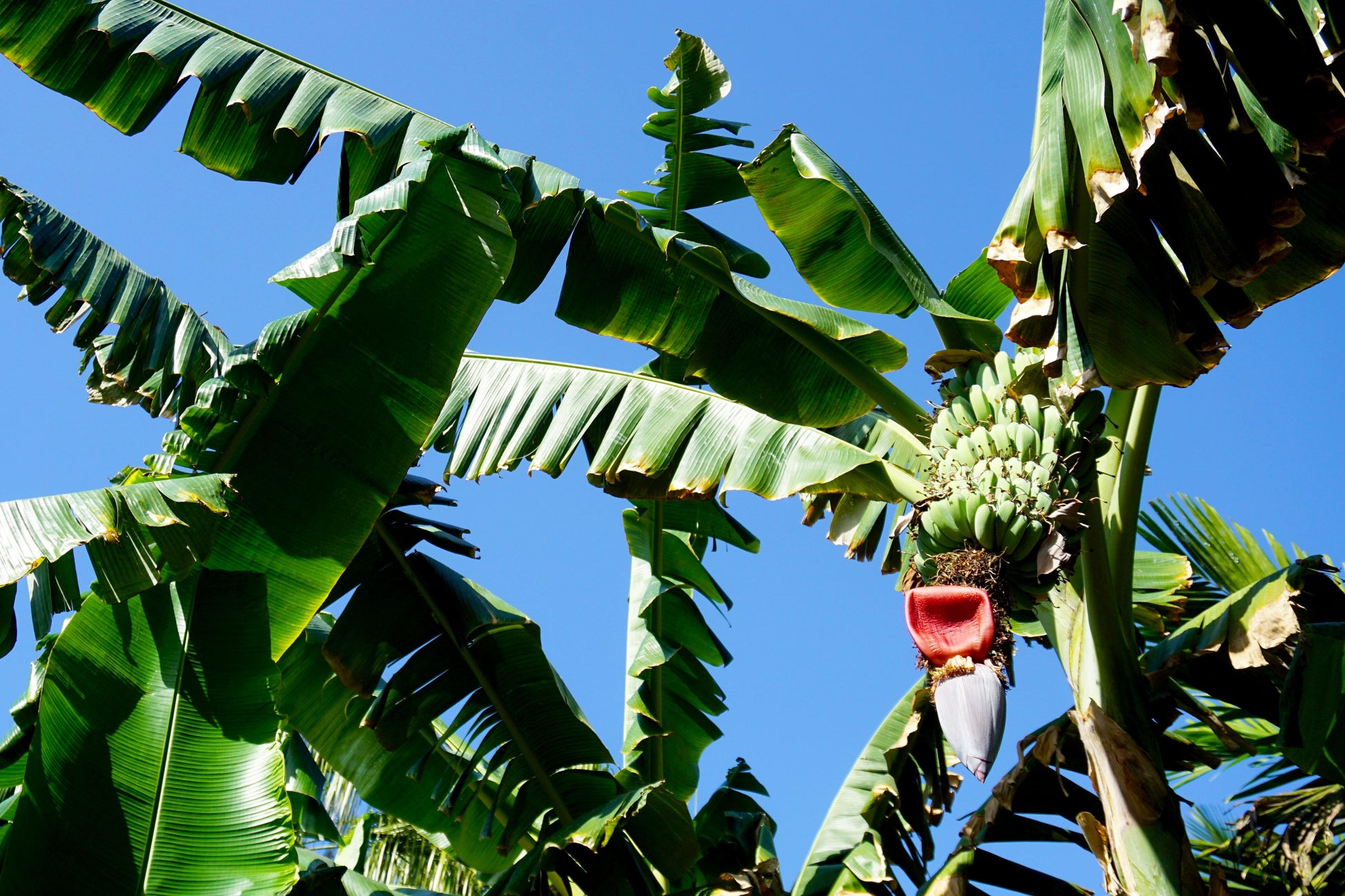 5 PLANTAIN BANANA Musa Balbisiana Hardy Red Flowering Sweet Wild Fruit Tree Seeds - Blessings Grow Meadows -