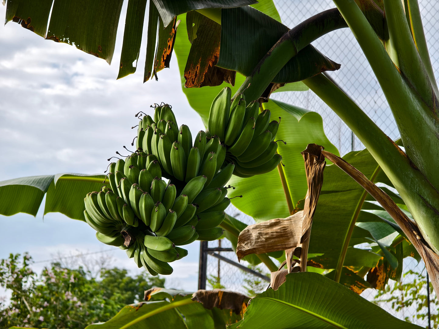 5 PLANTAIN BANANA Musa Balbisiana Hardy Red Flowering Sweet Wild Fruit Tree Seeds - Blessings Grow Meadows -