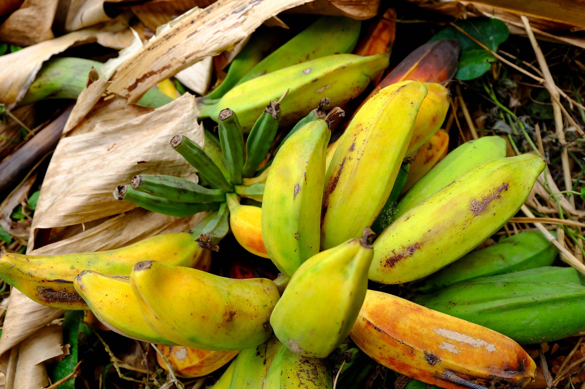 5 PLANTAIN BANANA Musa Balbisiana Hardy Red Flowering Sweet Wild Fruit Tree Seeds - Blessings Grow Meadows -