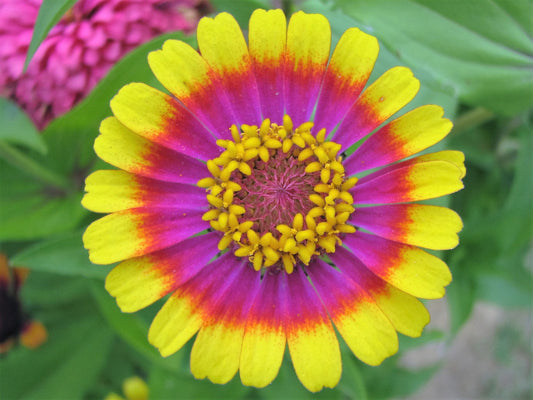 50 CAROUSEL MIX ZINNIA Elegans Carrousel Whirligig Mixed Colors Bicolor Flower Seeds - Blessings Grow Meadows -