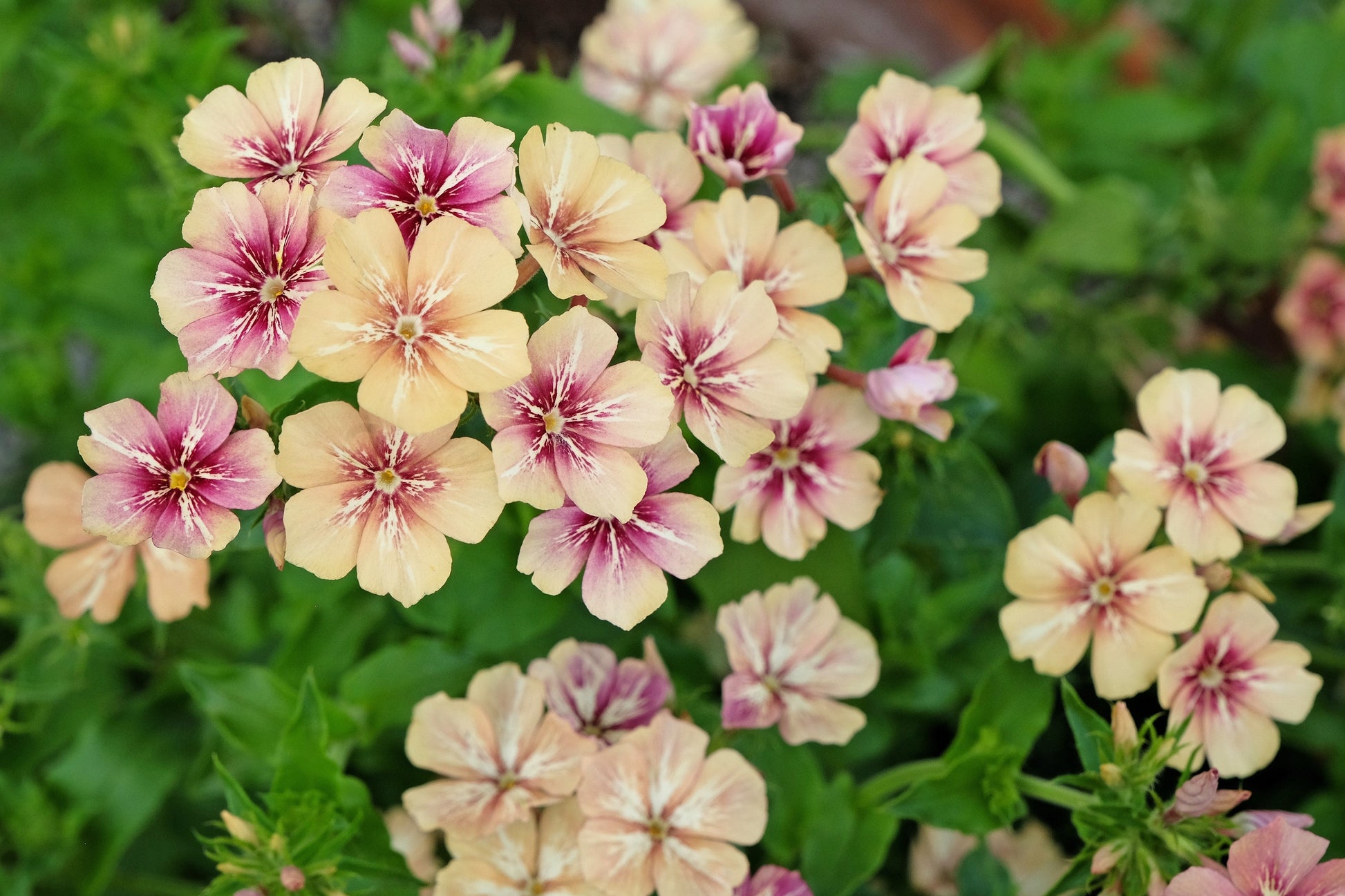 50 CHERRY CARAMEL PHLOX Drummondii Bicolor Pink Flower Seeds - Blessings Grow Meadows -