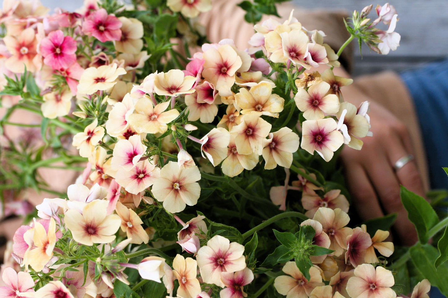 50 CHERRY CARAMEL PHLOX Drummondii Bicolor Pink Flower Seeds - Blessings Grow Meadows -