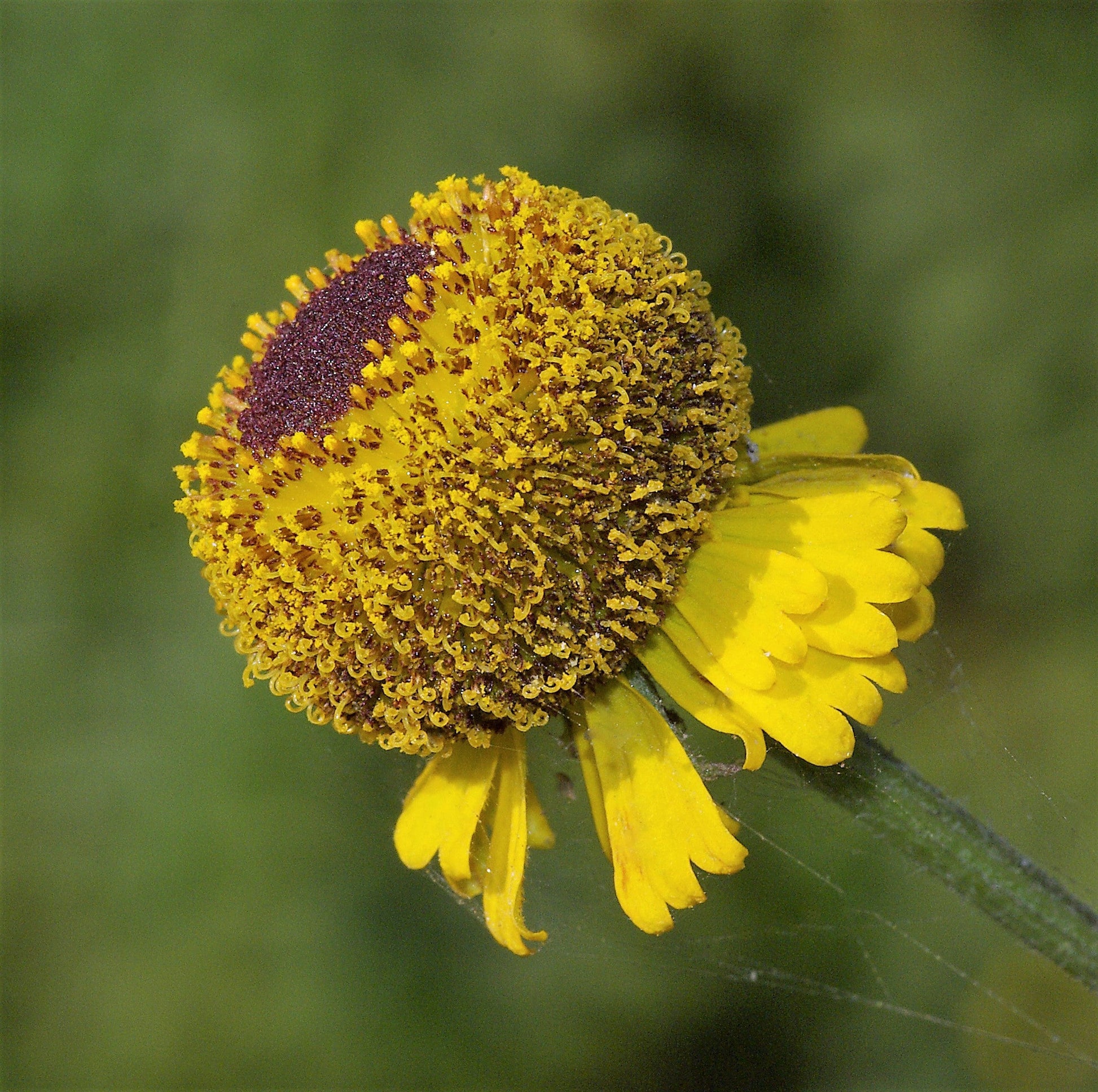 50 ROSILLA Helenium Puberulum Autumn Lollipop Sneezeweed Dogtooth Daisy Helen's Flower Yellow & Red Herb Seeds - Blessings Grow Meadows