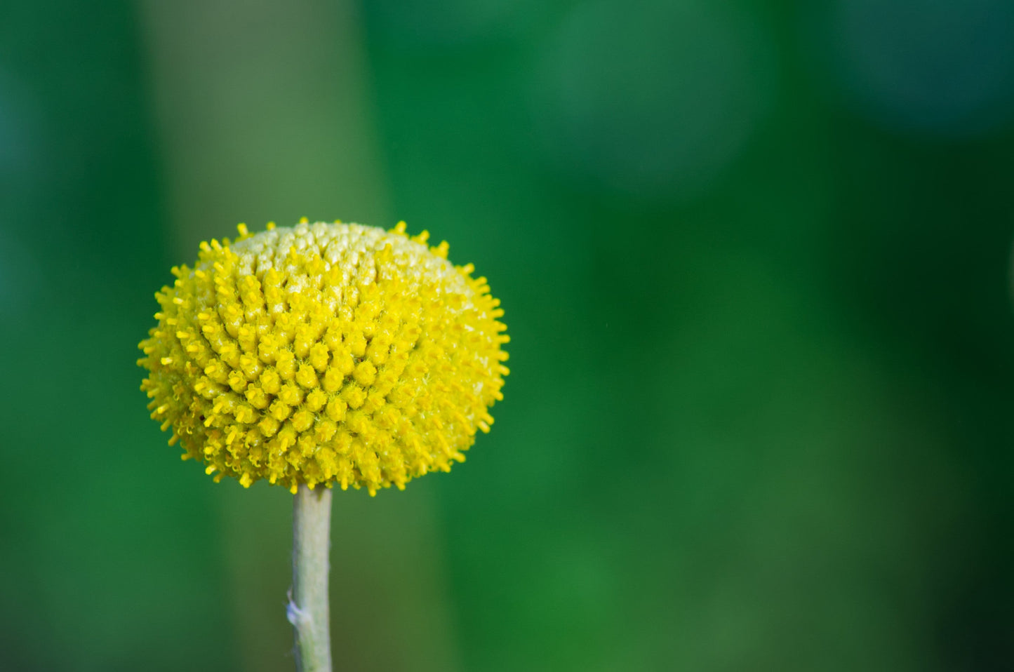 50 ROSILLA Helenium Puberulum Autumn Lollipop Sneezeweed Dogtooth Daisy Helen's Flower Yellow & Red Herb Seeds - Blessings Grow Meadows
