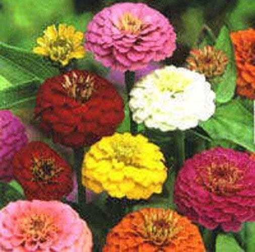 500 Mixed Colors CALIFORNIA GIANT ZINNIA Elegans Flower Seeds - Blessings Grow Meadows -