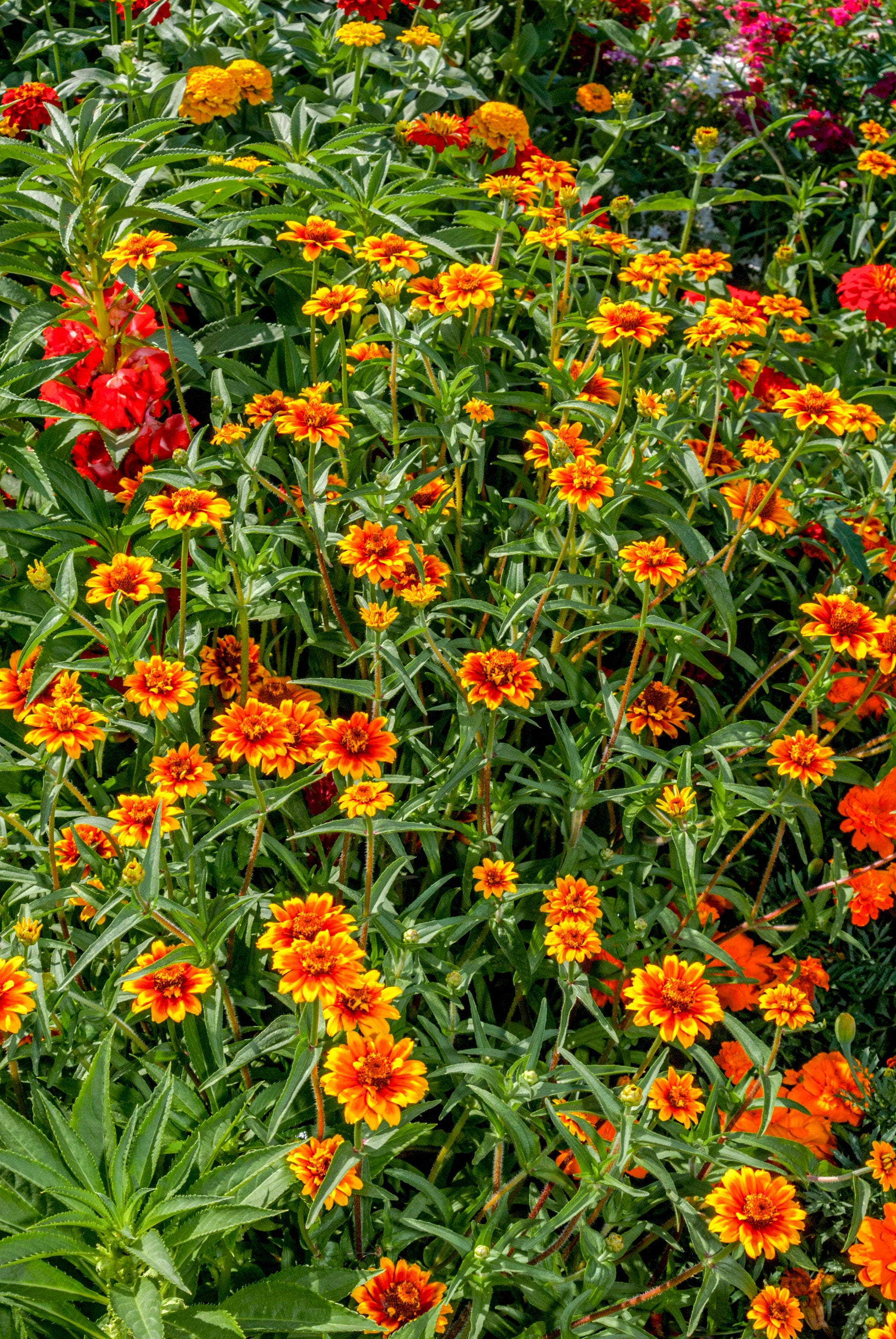 75 Mixed Colors PERSIAN CARPET ZINNIA Zinnia Haageana Flower Seeds - Blessings Grow Meadows -