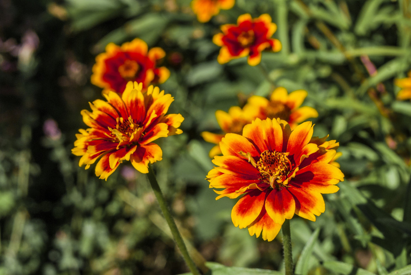 75 Mixed Colors PERSIAN CARPET ZINNIA Zinnia Haageana Flower Seeds - Blessings Grow Meadows -