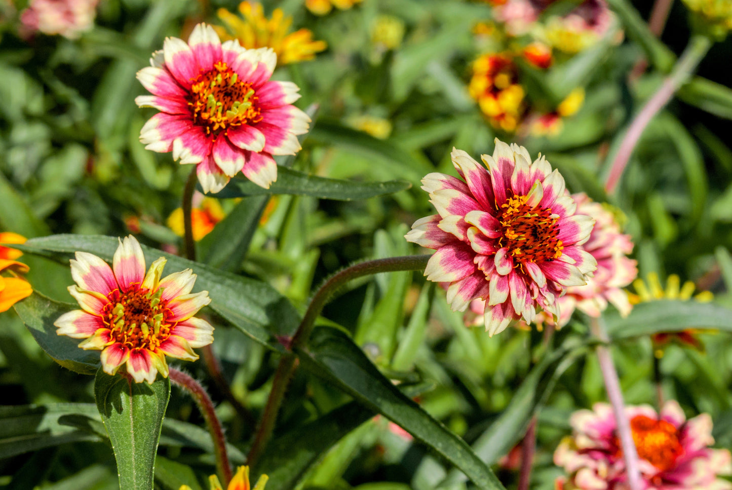 75 Mixed Colors PERSIAN CARPET ZINNIA Zinnia Haageana Flower Seeds - Blessings Grow Meadows -