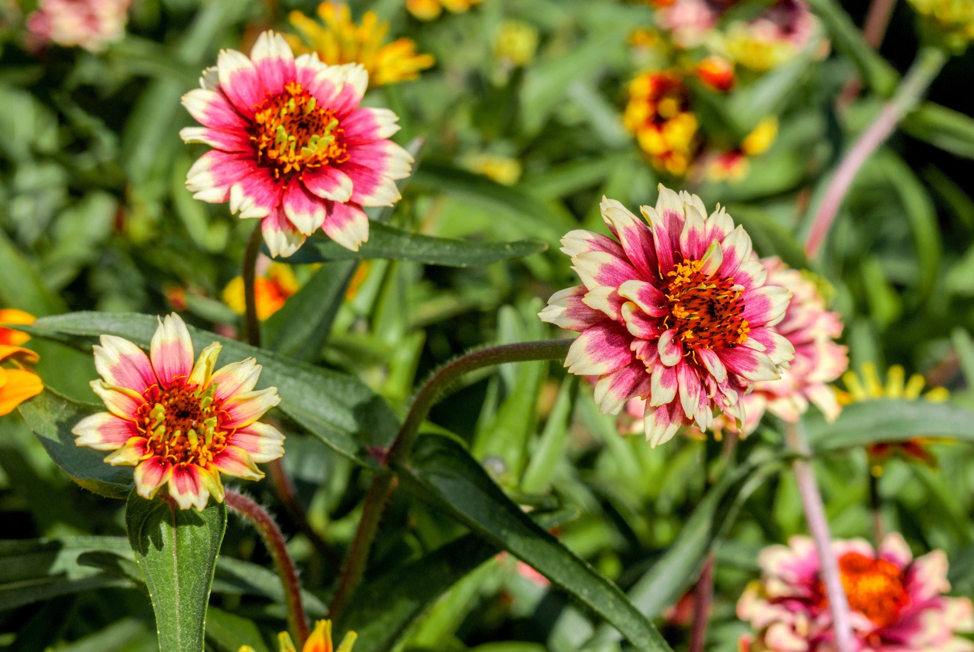 75 Mixed Colors PERSIAN CARPET ZINNIA Zinnia Haageana Flower Seeds - Blessings Grow Meadows -