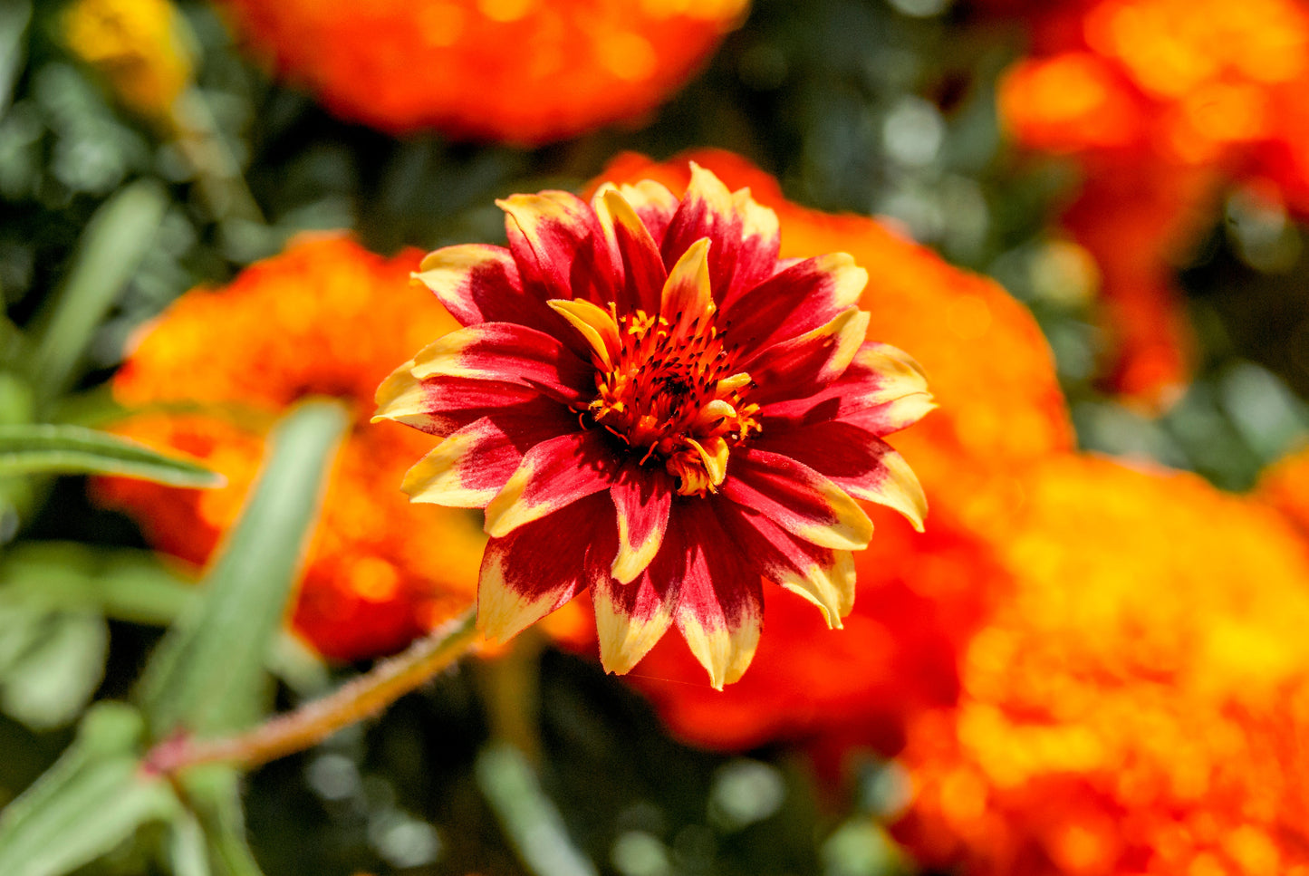 75 Mixed Colors PERSIAN CARPET ZINNIA Zinnia Haageana Flower Seeds - Blessings Grow Meadows -