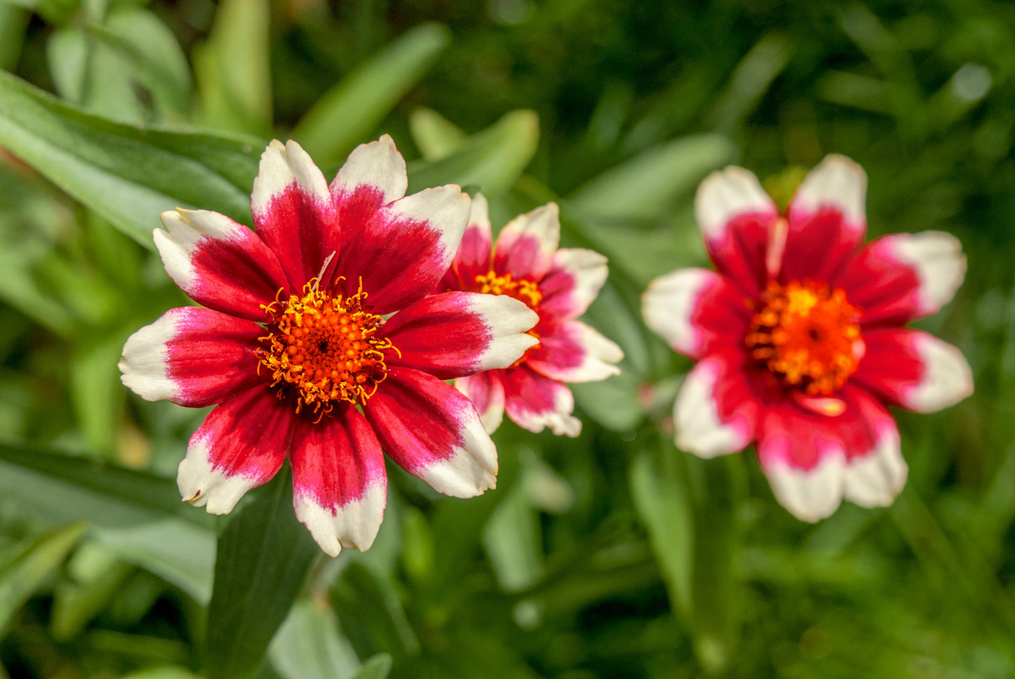 75 Mixed Colors PERSIAN CARPET ZINNIA Zinnia Haageana Flower Seeds - Blessings Grow Meadows -