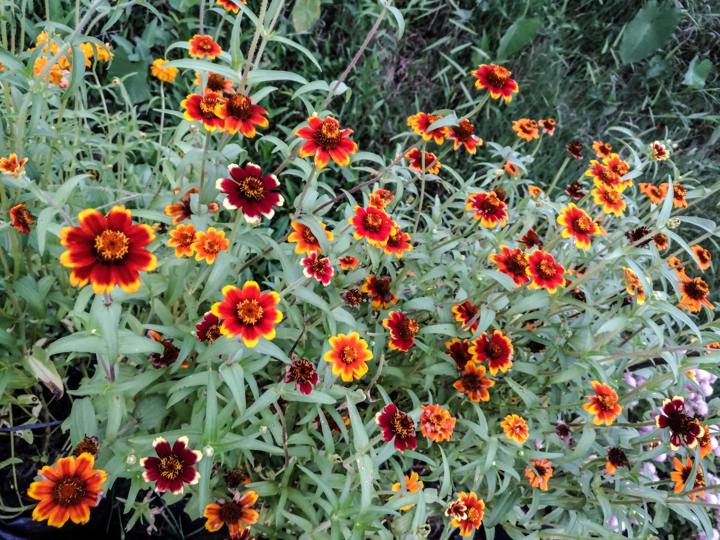 75 Mixed Colors PERSIAN CARPET ZINNIA Zinnia Haageana Flower Seeds - Blessings Grow Meadows -