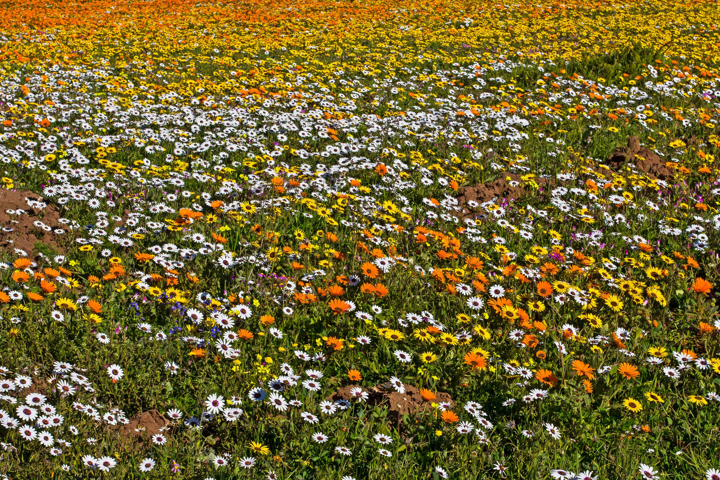 1000 MIXED AFRICAN DAISY ( Cape Marigold / Sun Marigold ) Dimorphotheca Sinuata Flower Seeds - Blessings Grow Meadows