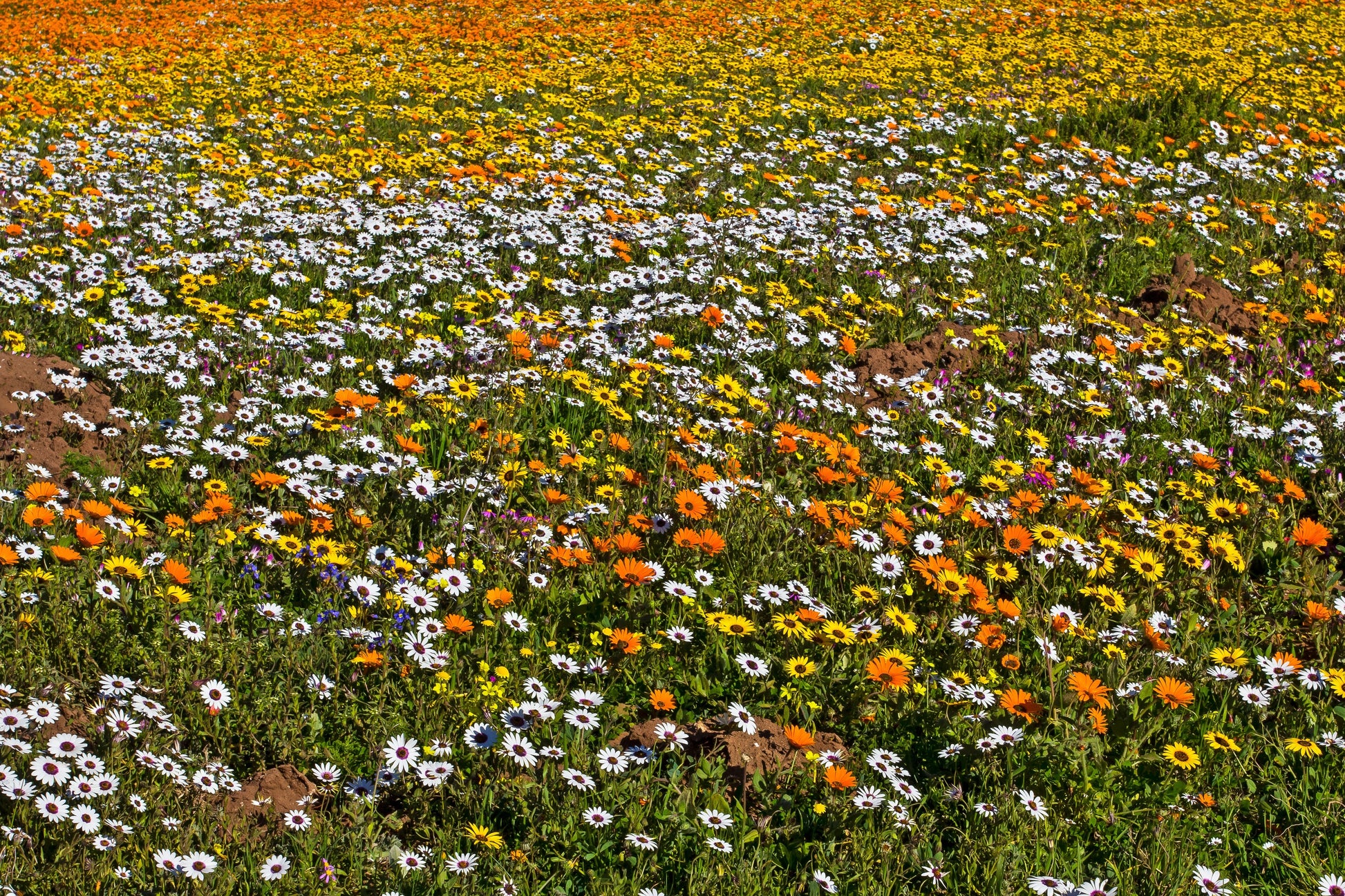 1000 MIXED AFRICAN DAISY ( Cape Marigold / Sun Marigold ) Dimorphotheca Sinuata Flower Seeds - Blessings Grow Meadows