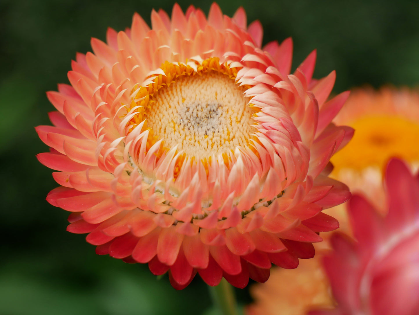 100 APRICOT & PEACH STRAWFLOWER Organic Mix Coral Paper Daisy Helichrysum Bracteatum Flower Seeds - Blessings Grow Meadows