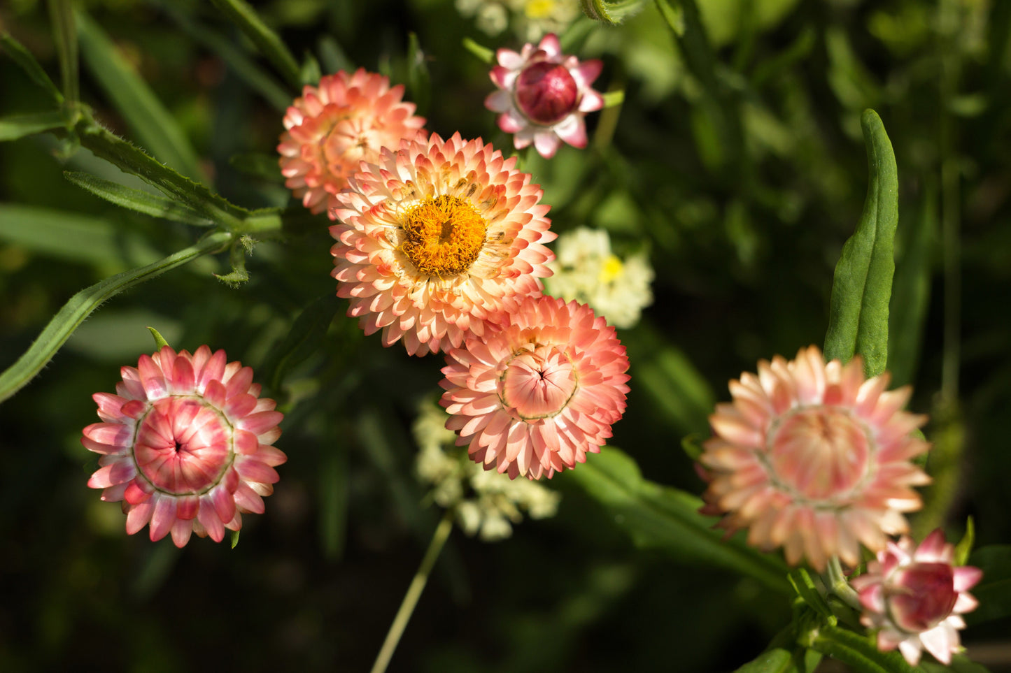100 APRICOT & PEACH STRAWFLOWER Organic Mix Coral Paper Daisy Helichrysum Bracteatum Flower Seeds - Blessings Grow Meadows