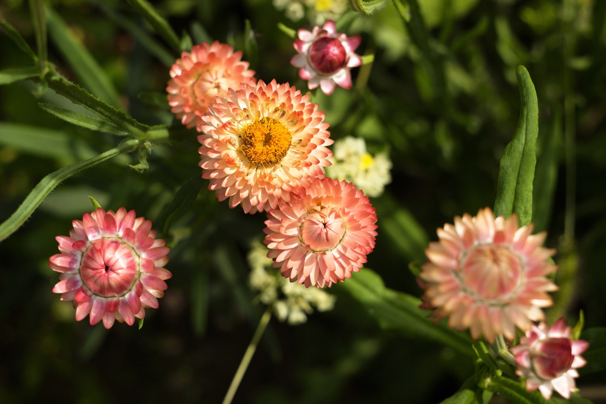 100 APRICOT & PEACH STRAWFLOWER Organic Mix Coral Paper Daisy Helichrysum Bracteatum Flower Seeds - Blessings Grow Meadows